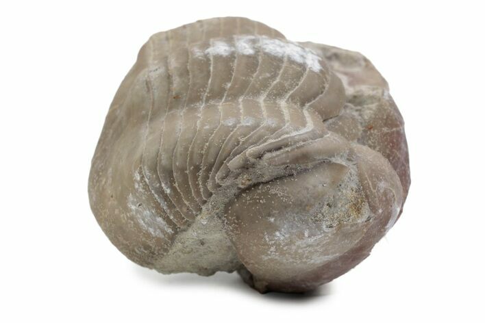 Bargain, Enrolled Illaenus Trilobite Fossil - Russia #363207